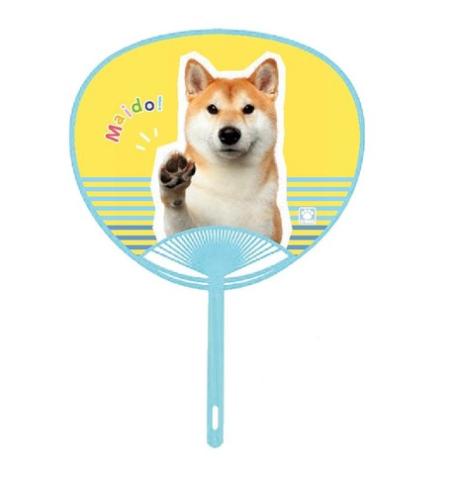 Fan 1405 Shiba Inu Maido! Light Blue